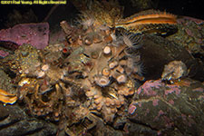 benthic community